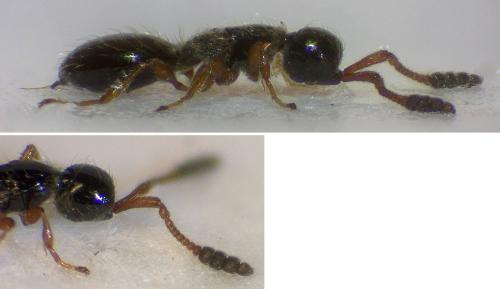 Spilomicrus antennatus
